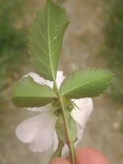 Rosa pouzinii