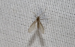 Phlebotominae