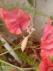 Miomantis paykullii