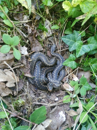 Photo of a Seoane's Viper (Vipera seoanei)
