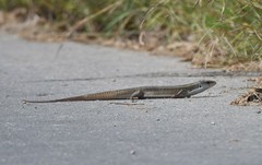 Gerrhosaurus nigrolineatus