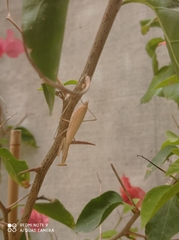 Miomantis paykullii
