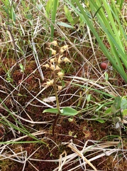 Neottia bifolia