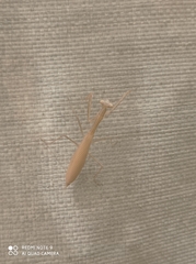 Miomantis paykullii