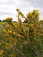 Chamaecytisus ruthenicus