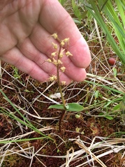 Neottia bifolia