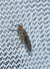 Pherbellia cinerella