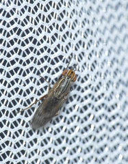 Pherbellia cinerella