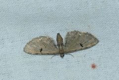 Eupithecia assimilata