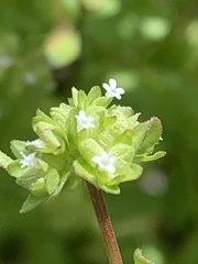 Valerianella rimosa