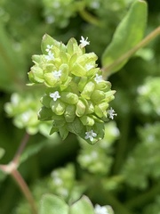 Valerianella rimosa