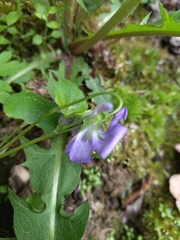 Viola × bavarica