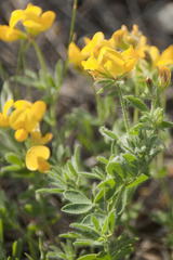 Lotus corniculatus corniculatus
