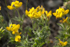 Lotus corniculatus corniculatus