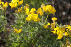 Lotus corniculatus corniculatus