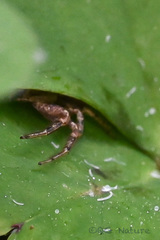 Bassaniana decorata