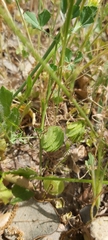 Medicago orbicularis