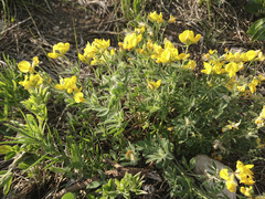 Lotus corniculatus corniculatus