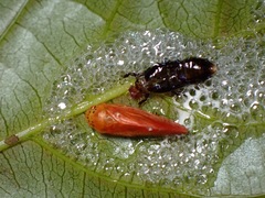 Eoscarta punctata