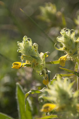 Melampyrum barbatum
