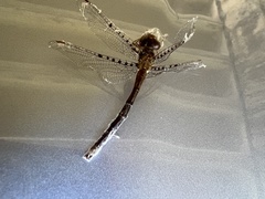 Neurocordulia molesta