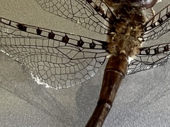 Neurocordulia molesta