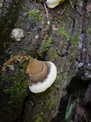 Ganoderma adspersum