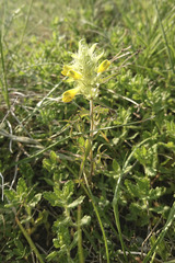 Melampyrum barbatum