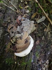 Ganoderma adspersum