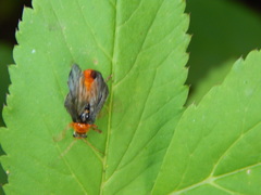 Cantharis pellucida