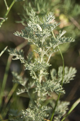 Artemisia pontica