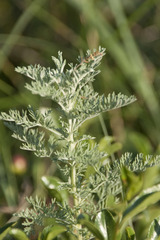Artemisia pontica