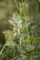Artemisia pontica