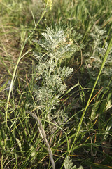 Artemisia pontica