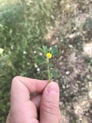 Medicago rigidula