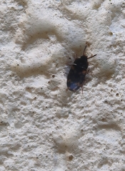 Mycetophagus atomarius