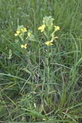 Erysimum diffusum