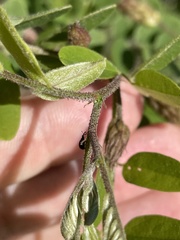 Robinia viscosa hartwigii