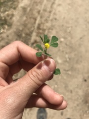 Medicago rigidula