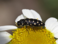 Acmaeodera octodecimguttata
