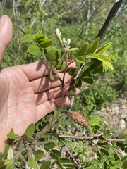 Robinia viscosa hartwigii