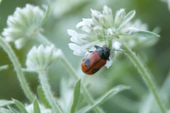 Cryptocephalus bipunctatus