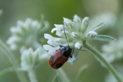 Cryptocephalus bipunctatus
