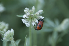 Cryptocephalus bipunctatus