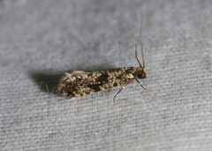 Nemapogon molybdanella