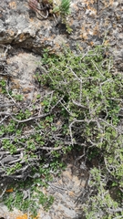 Rhamnus lycioides lycioides