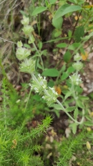 Sideritis hirsuta