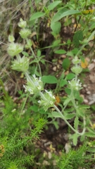 Sideritis hirsuta