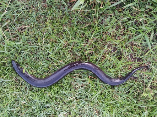 Amphiuma means