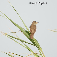 Acrocephalus stentoreus